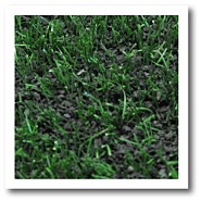 Newcastle kunstgras. 400cm breed