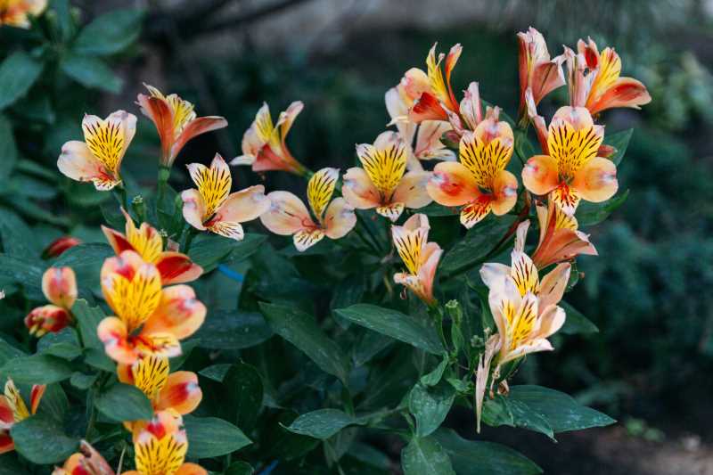 Verhoeven Tuinhout & Steengoed in Helmond: alles voor je tuin