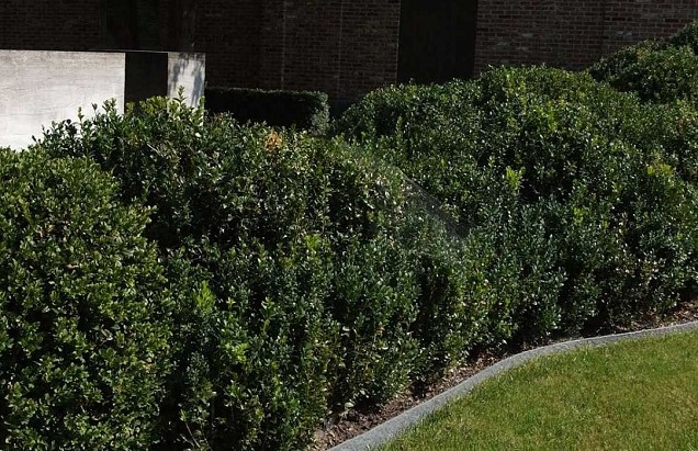 *Ecoboard Flex Grey 25000x140x7mm